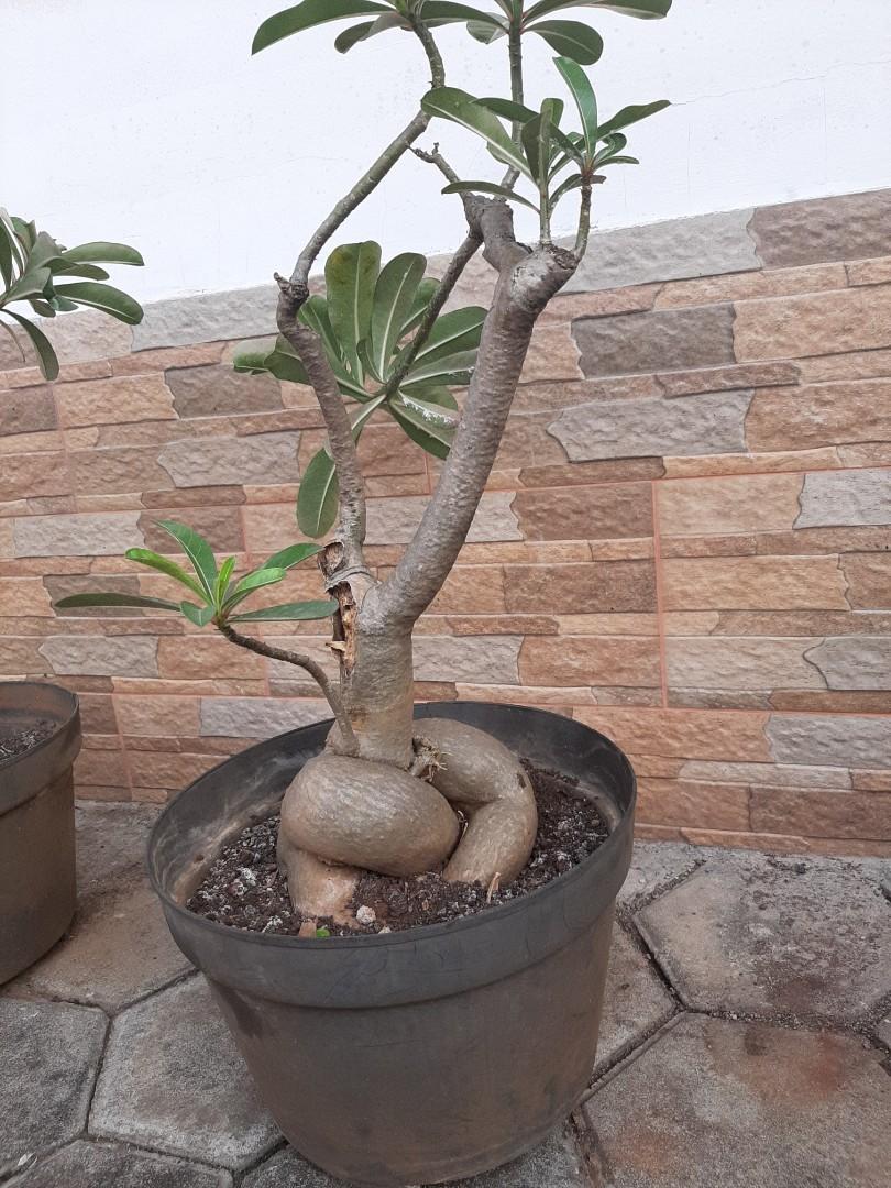 Detail Gambar Bonsai Kamboja Nomer 45