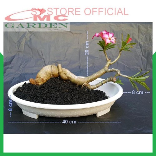 Detail Gambar Bonsai Kamboja Nomer 46