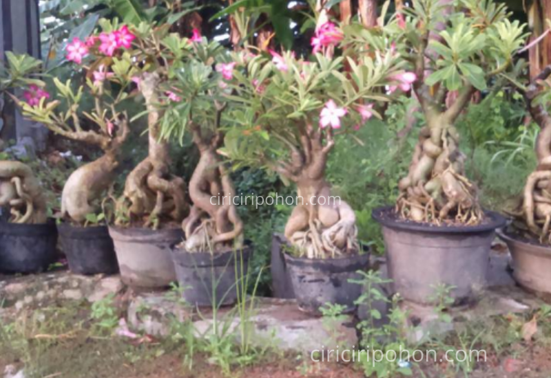 Detail Gambar Bonsai Kamboja Nomer 49