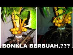 Detail Gambar Bonsai Kelapa Berbuah Nomer 14