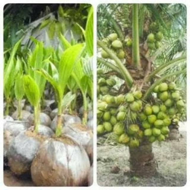 Detail Gambar Bonsai Kelapa Berbuah Nomer 15