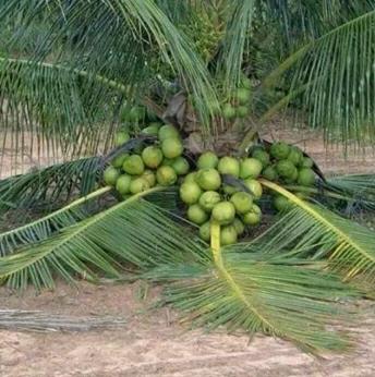 Detail Gambar Bonsai Kelapa Berbuah Nomer 23