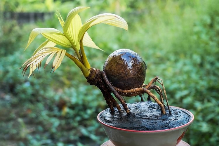 Detail Gambar Bonsai Kelapa Berbuah Nomer 26