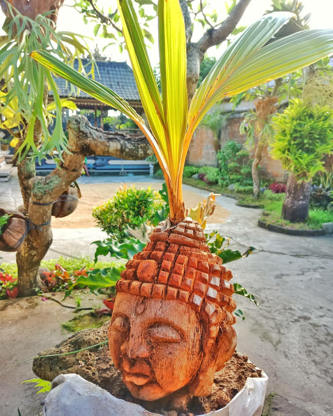 Detail Gambar Bonsai Kelapa Berbuah Nomer 31