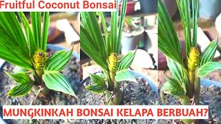 Detail Gambar Bonsai Kelapa Berbuah Nomer 37