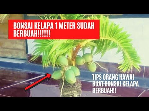 Detail Gambar Bonsai Kelapa Berbuah Nomer 39