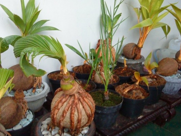 Detail Gambar Bonsai Kelapa Berbuah Nomer 43