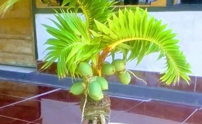 Detail Gambar Bonsai Kelapa Berbuah Nomer 50