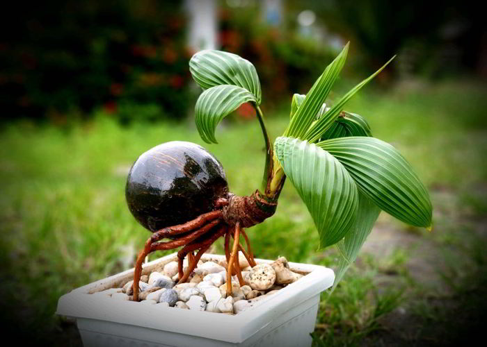 Detail Gambar Bonsai Kelapa Gading Nomer 31