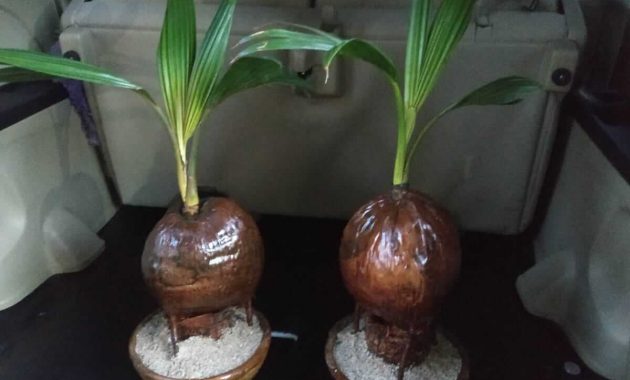 Detail Gambar Bonsai Kelapa Gading Nomer 40