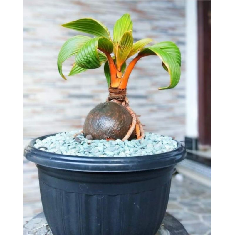 Detail Gambar Bonsai Kelapa Gading Nomer 5