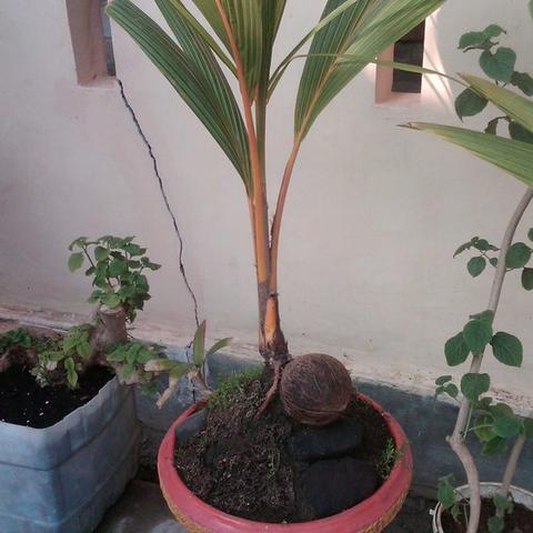 Detail Gambar Bonsai Kelapa Gading Nomer 44