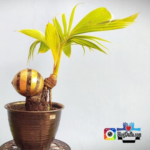 Detail Gambar Bonsai Kelapa Gading Nomer 47