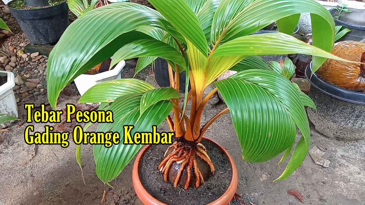 Detail Gambar Bonsai Kelapa Gading Nomer 49