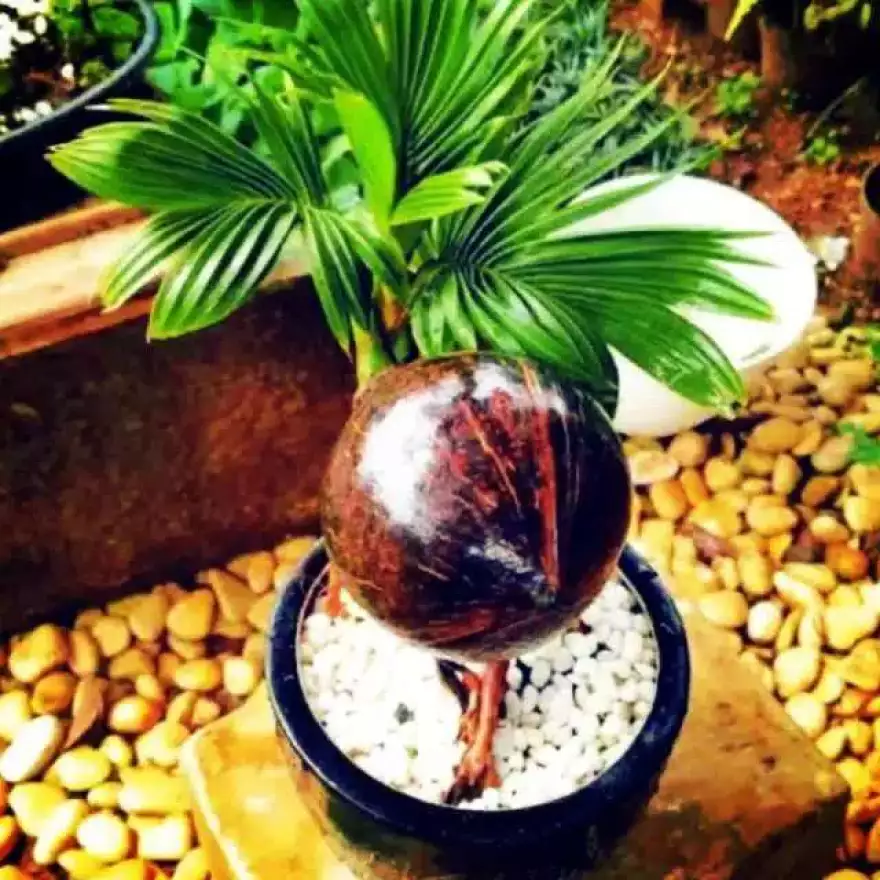 Detail Gambar Bonsai Kelapa Gading Nomer 51