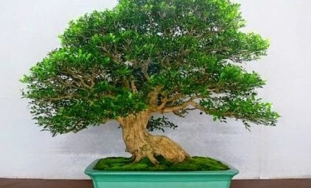 Detail Gambar Bonsai Kemuning Nomer 20