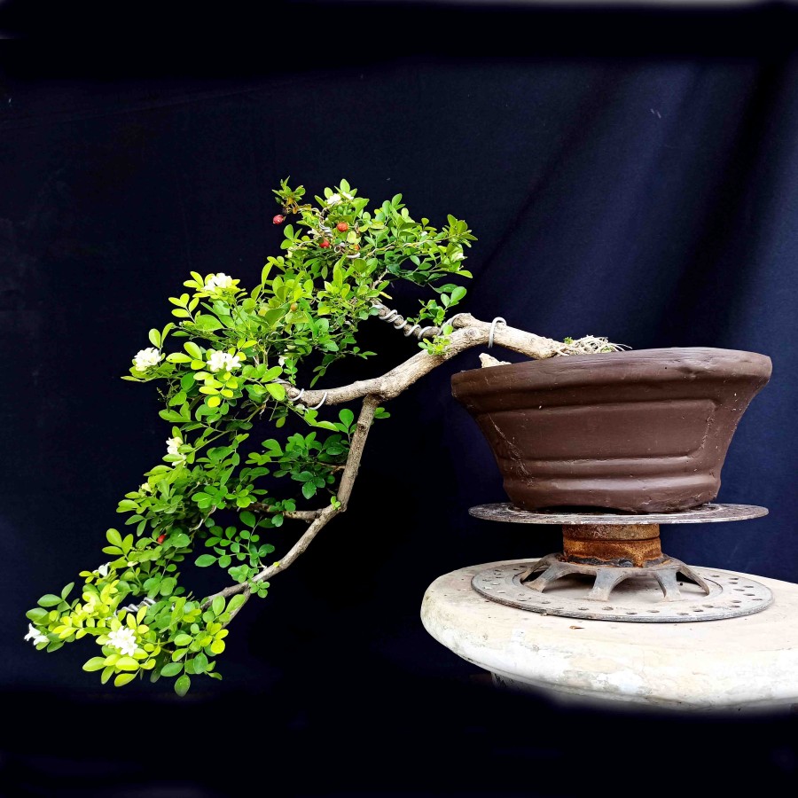 Detail Gambar Bonsai Kemuning Nomer 24