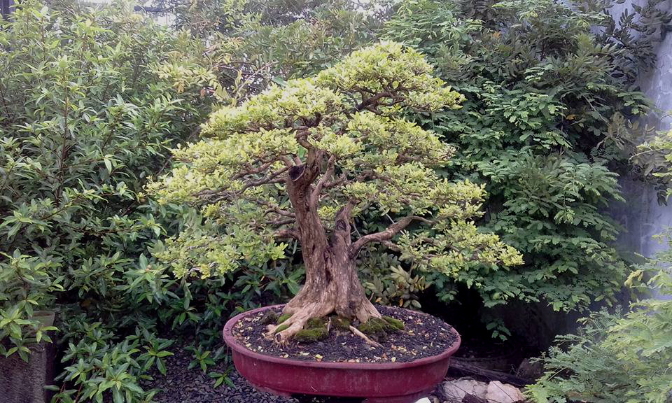 Detail Gambar Bonsai Kemuning Nomer 27