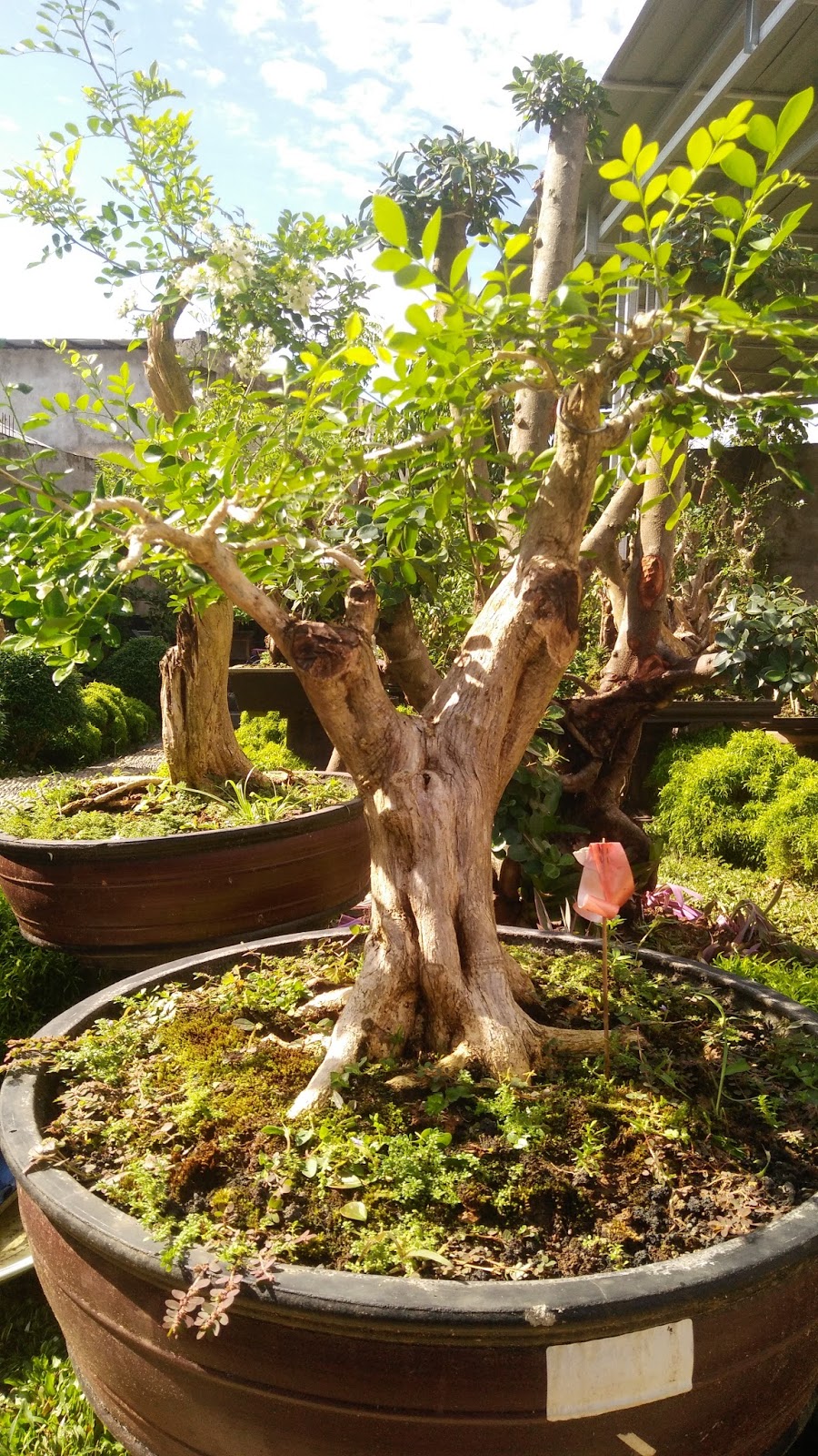 Detail Gambar Bonsai Kemuning Nomer 32