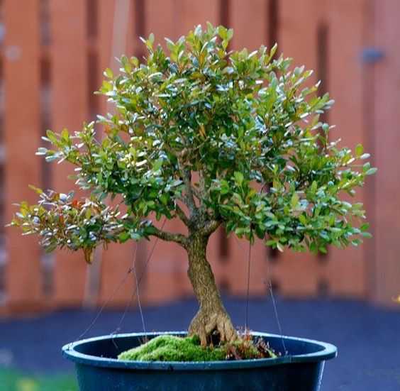 Detail Gambar Bonsai Kemuning Nomer 43