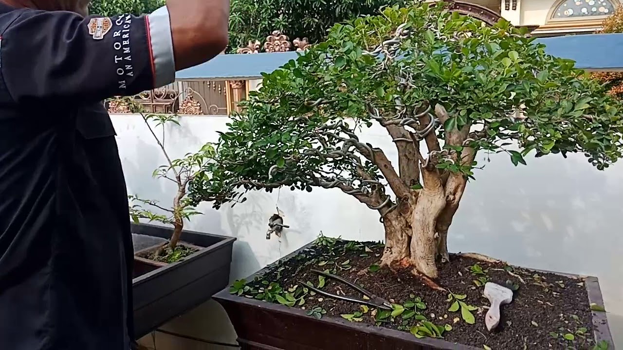 Detail Gambar Bonsai Kemuning Nomer 6