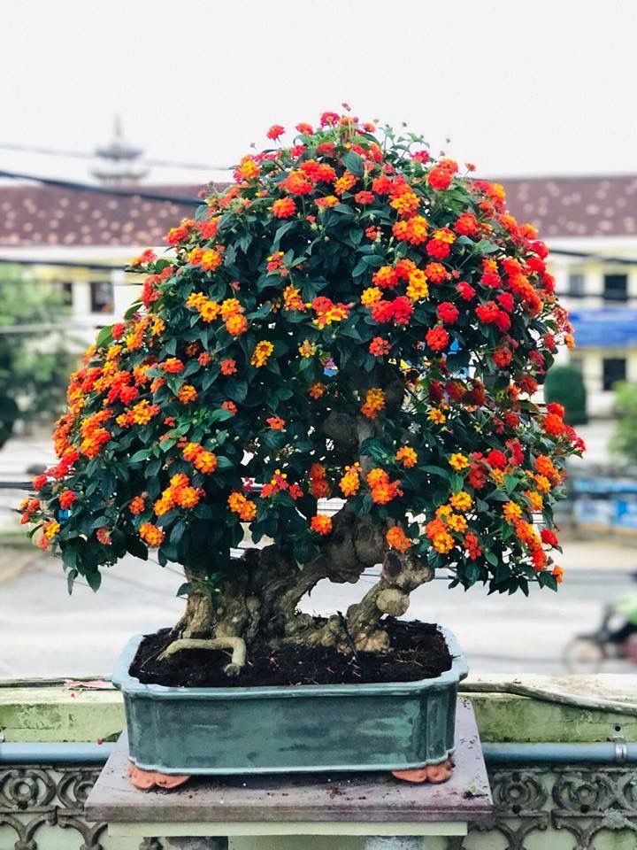 Detail Gambar Bonsai Lantana Nomer 2