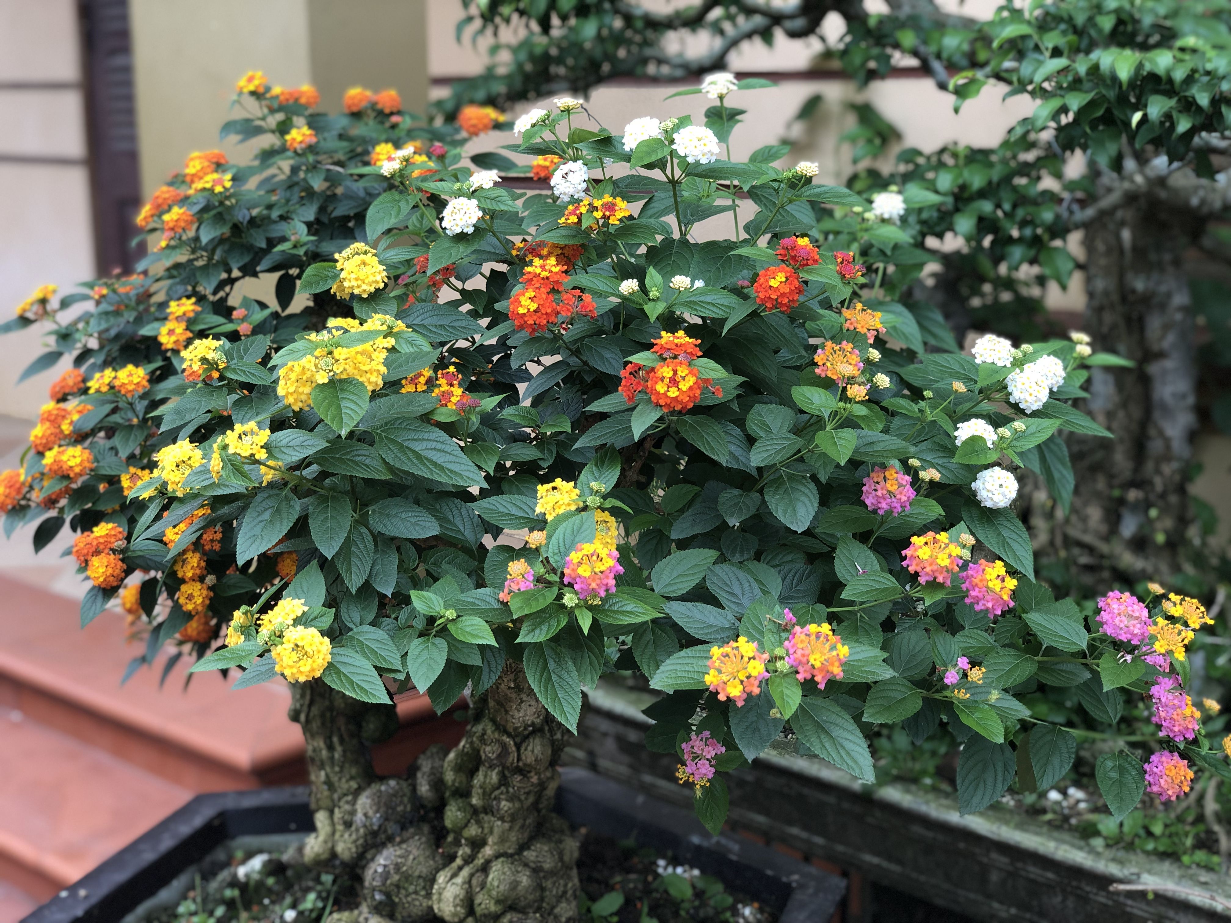 Detail Gambar Bonsai Lantana Nomer 11