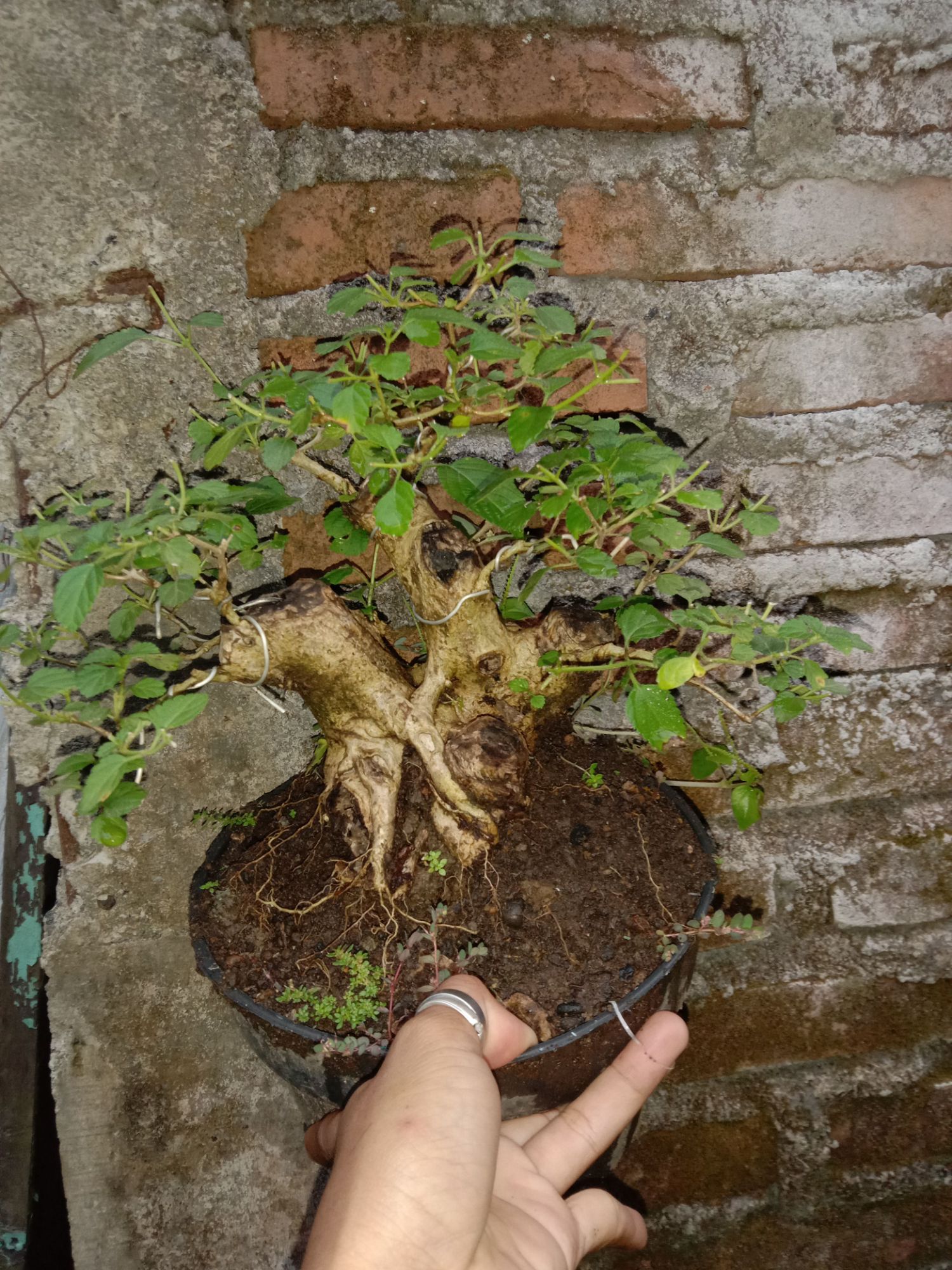 Detail Gambar Bonsai Lantana Nomer 18