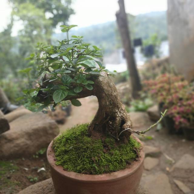 Detail Gambar Bonsai Lantana Nomer 20