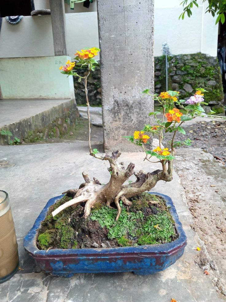 Detail Gambar Bonsai Lantana Nomer 25