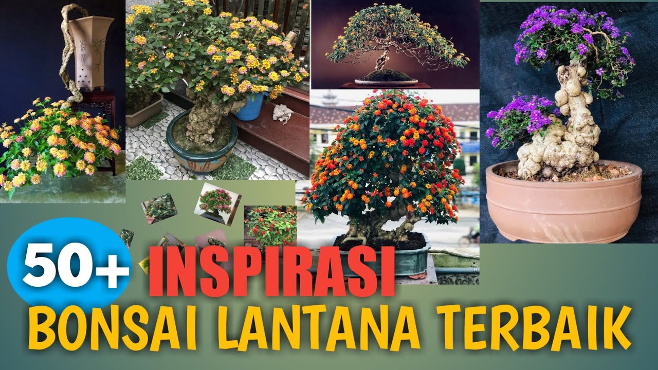 Detail Gambar Bonsai Lantana Nomer 26