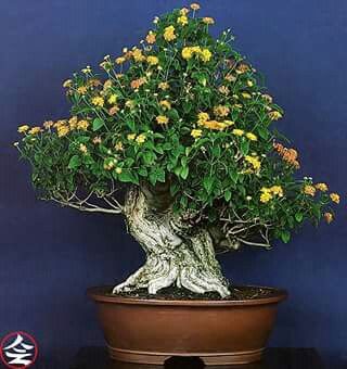 Detail Gambar Bonsai Lantana Nomer 5