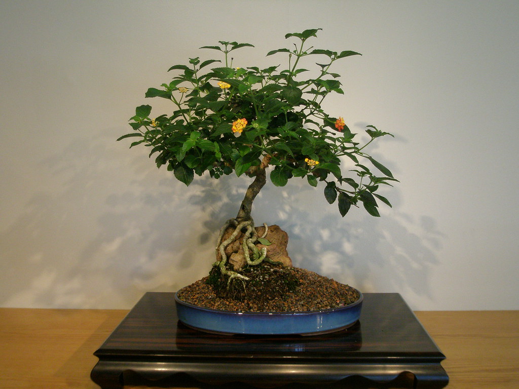 Detail Gambar Bonsai Lantana Nomer 33