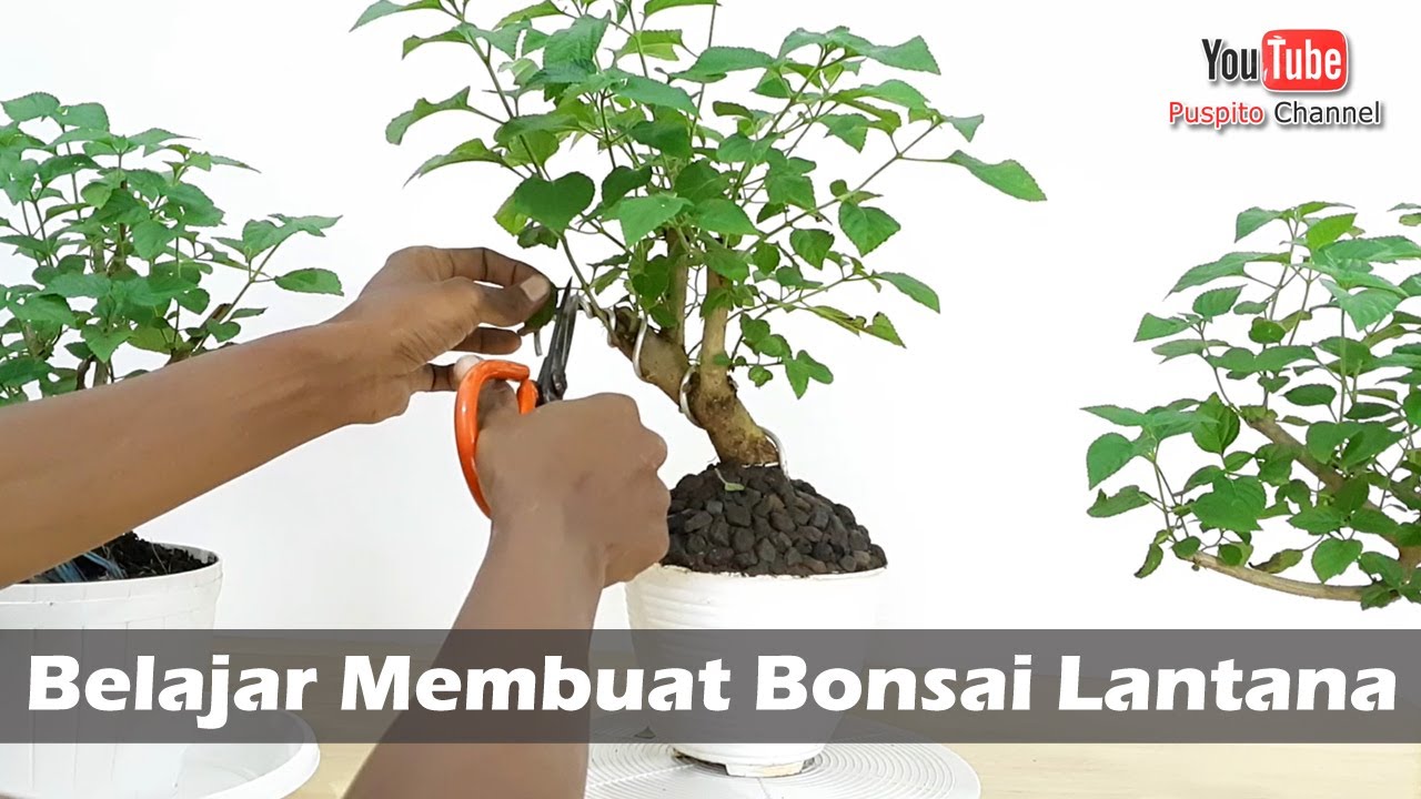 Detail Gambar Bonsai Lantana Nomer 34