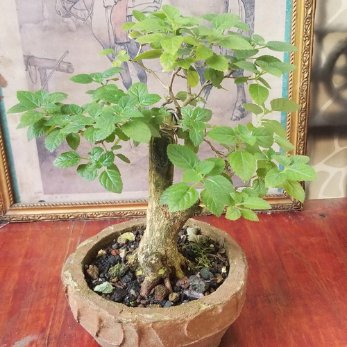 Detail Gambar Bonsai Lantana Nomer 35