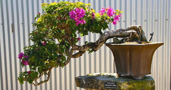 Detail Gambar Bonsai Lantana Nomer 37