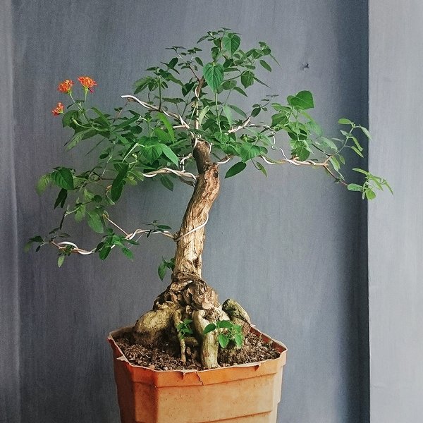 Detail Gambar Bonsai Lantana Nomer 41