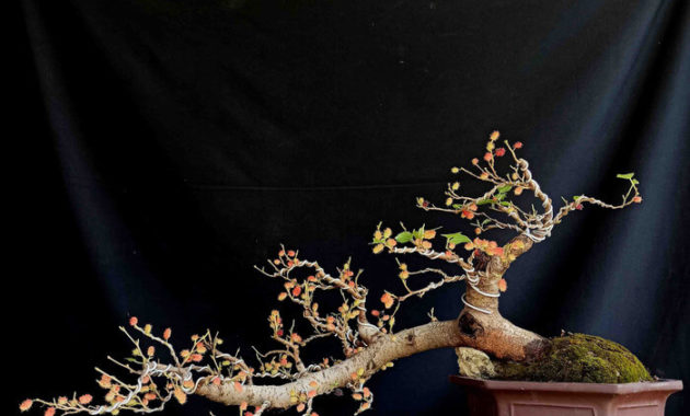 Detail Gambar Bonsai Murbei Nomer 13