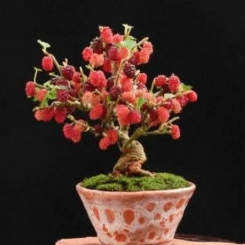 Detail Gambar Bonsai Murbei Nomer 15