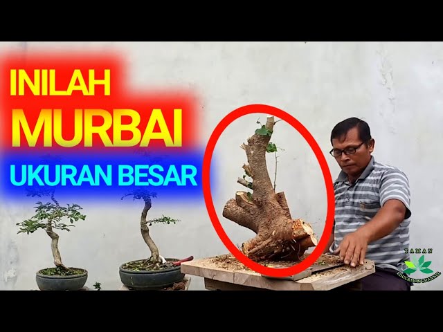 Detail Gambar Bonsai Murbei Nomer 44