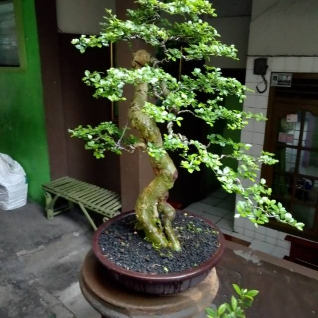 Gambar Bonsai Serut - KibrisPDR