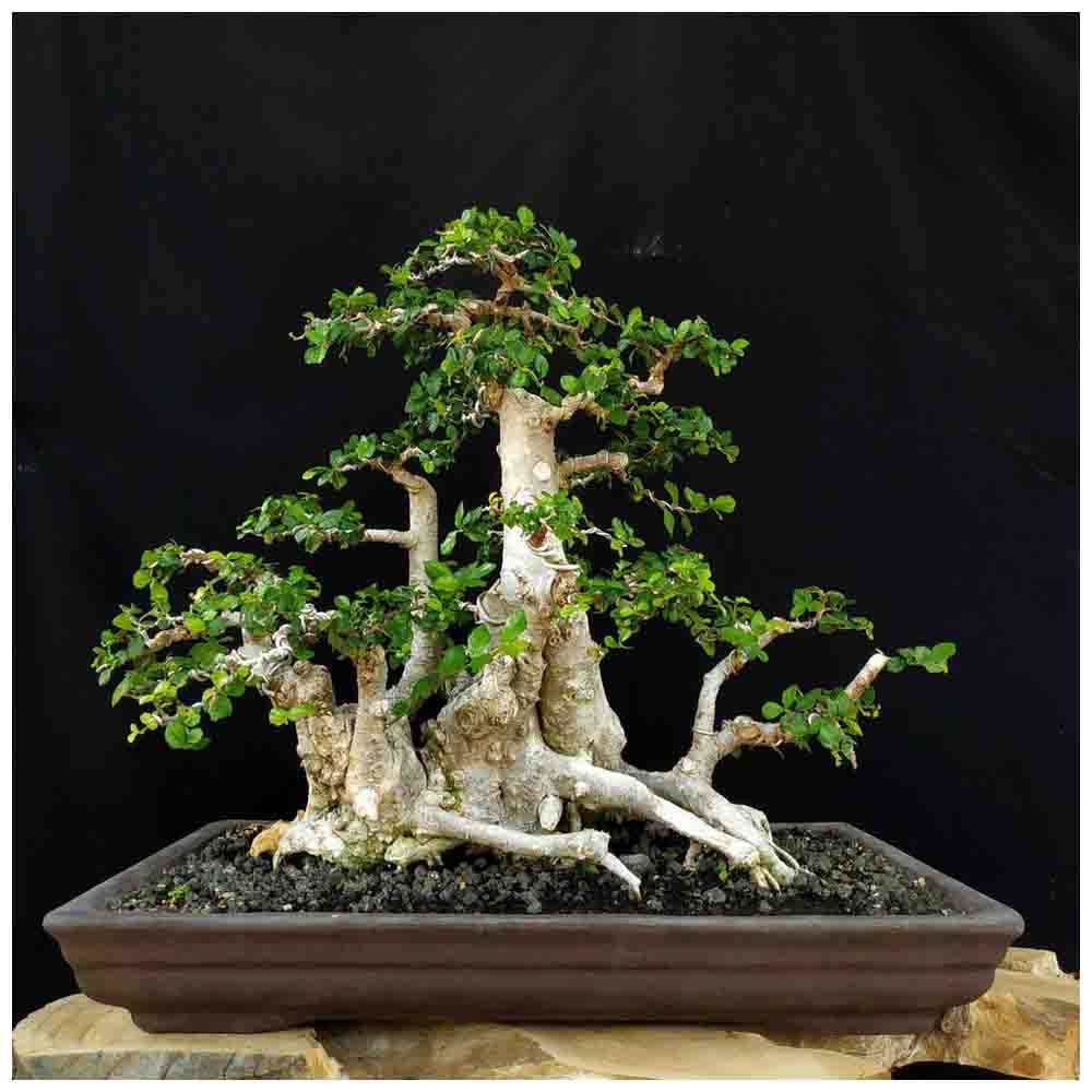 Detail Gambar Bonsai Serut Nomer 9