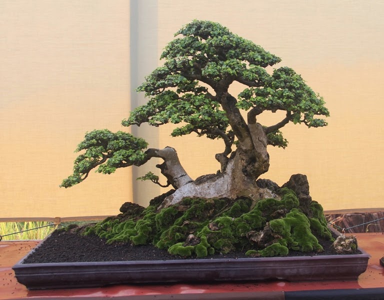 Detail Gambar Bonsai Serut Nomer 12