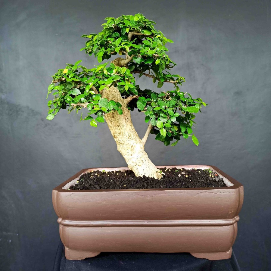 Detail Gambar Bonsai Serut Nomer 24