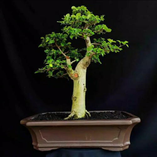 Detail Gambar Bonsai Serut Nomer 2