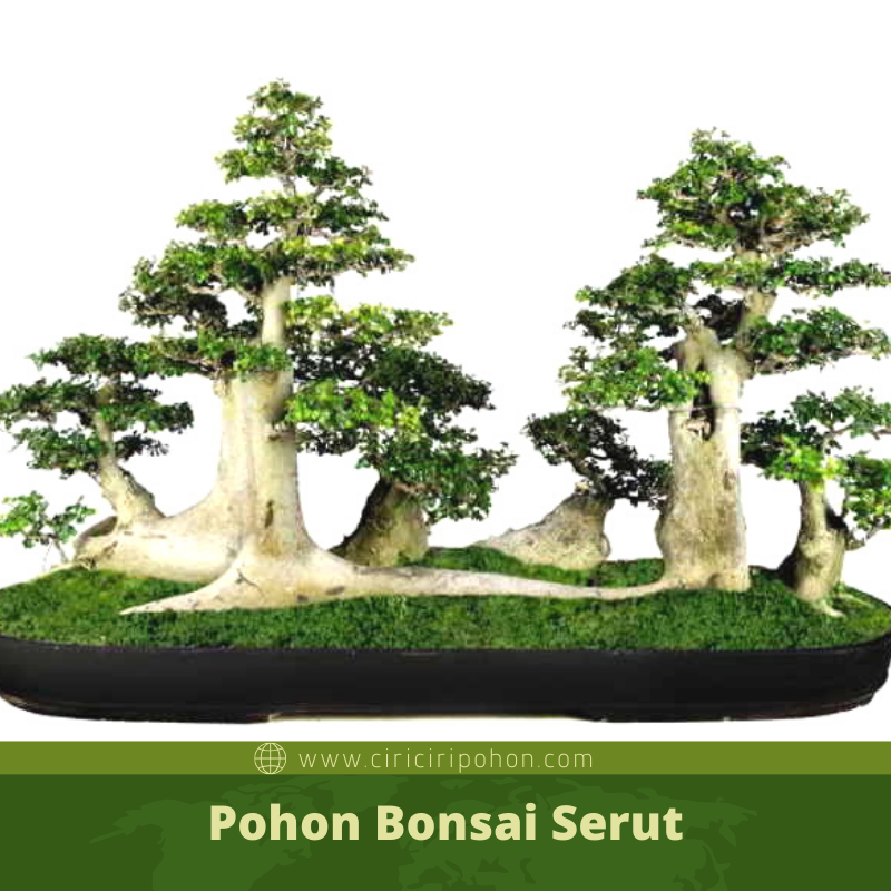 Detail Gambar Bonsai Serut Nomer 34