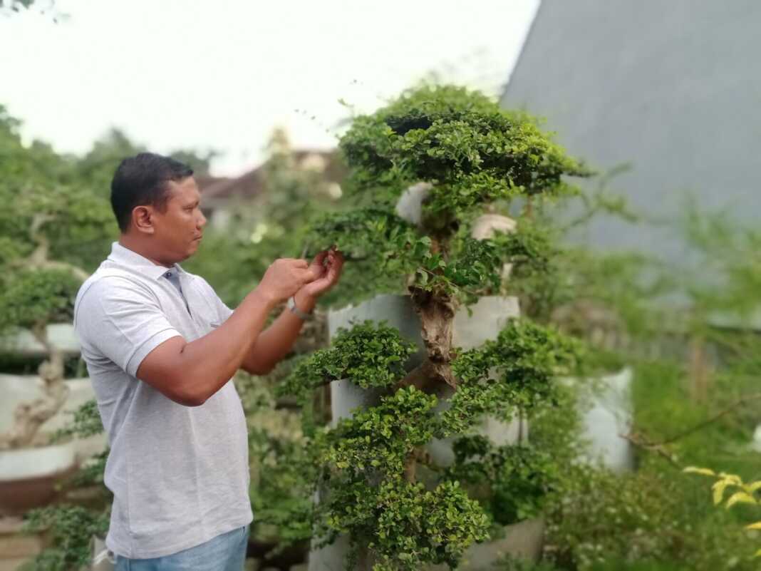 Detail Gambar Bonsai Serut Nomer 35