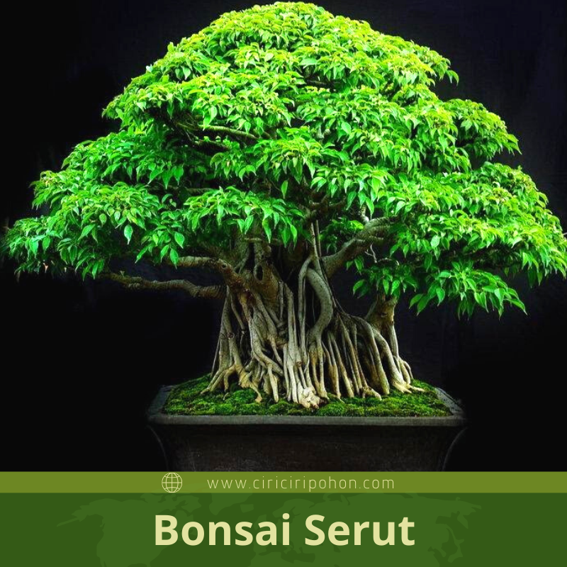 Detail Gambar Bonsai Serut Nomer 47