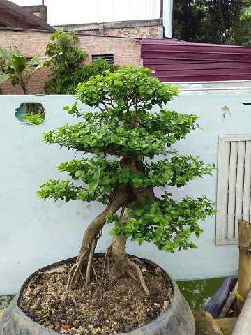 Detail Gambar Bonsai Serut Nomer 51