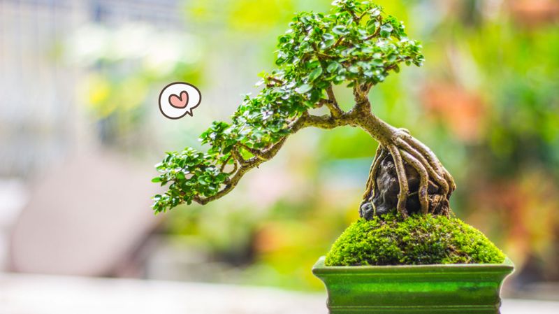 Detail Gambar Bonsai Serut Nomer 5